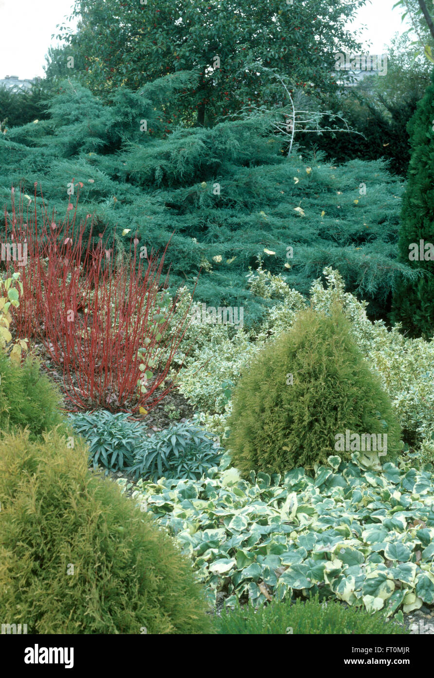 Niedrig wachsende Nadelbäume in einer gut sortierten Grenze mit Cornus Alba Sibirica Uner-bepflanzten bunten Efeu Stockfoto