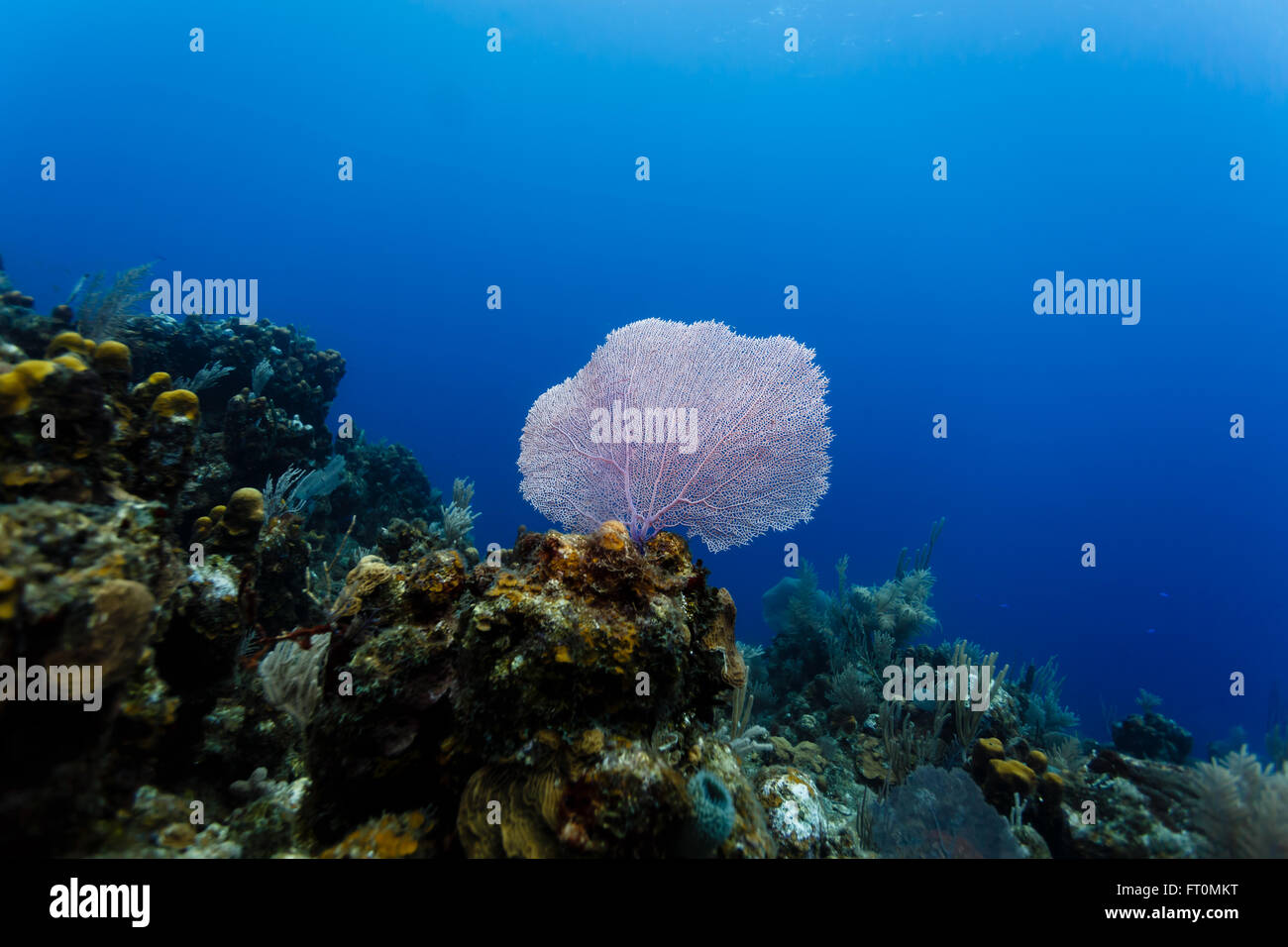 Rosa Gorgonien befasst sich das Sea Scape im Tauchen am Korallenriff in der Karibik Stockfoto