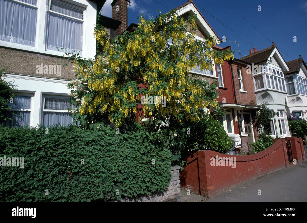 Goldregen im Garten einen terrassenförmig angelegten dreißiger Jahre gelb Vorstadthaus Stockfoto