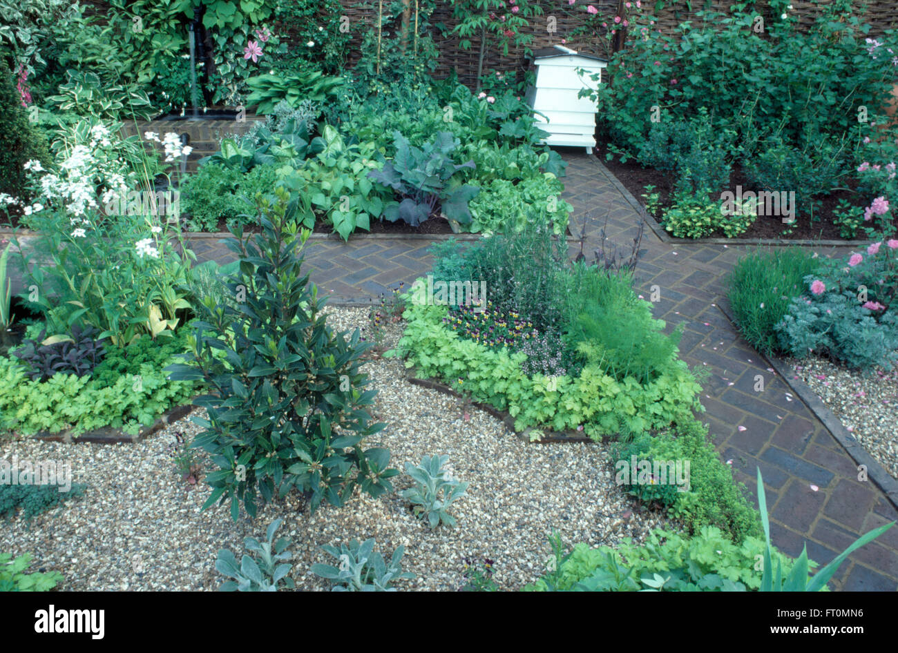 Lorbeerbaum in Kies Grundstück in einem kleinen formalen Potager Garten mit Kräutern und Fischgräten Ziegel Pfade und einem weißen Bienenstock Stockfoto
