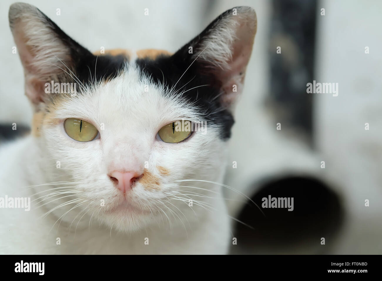 Thailand-Katze suchen eine Hoffnung Stockfoto