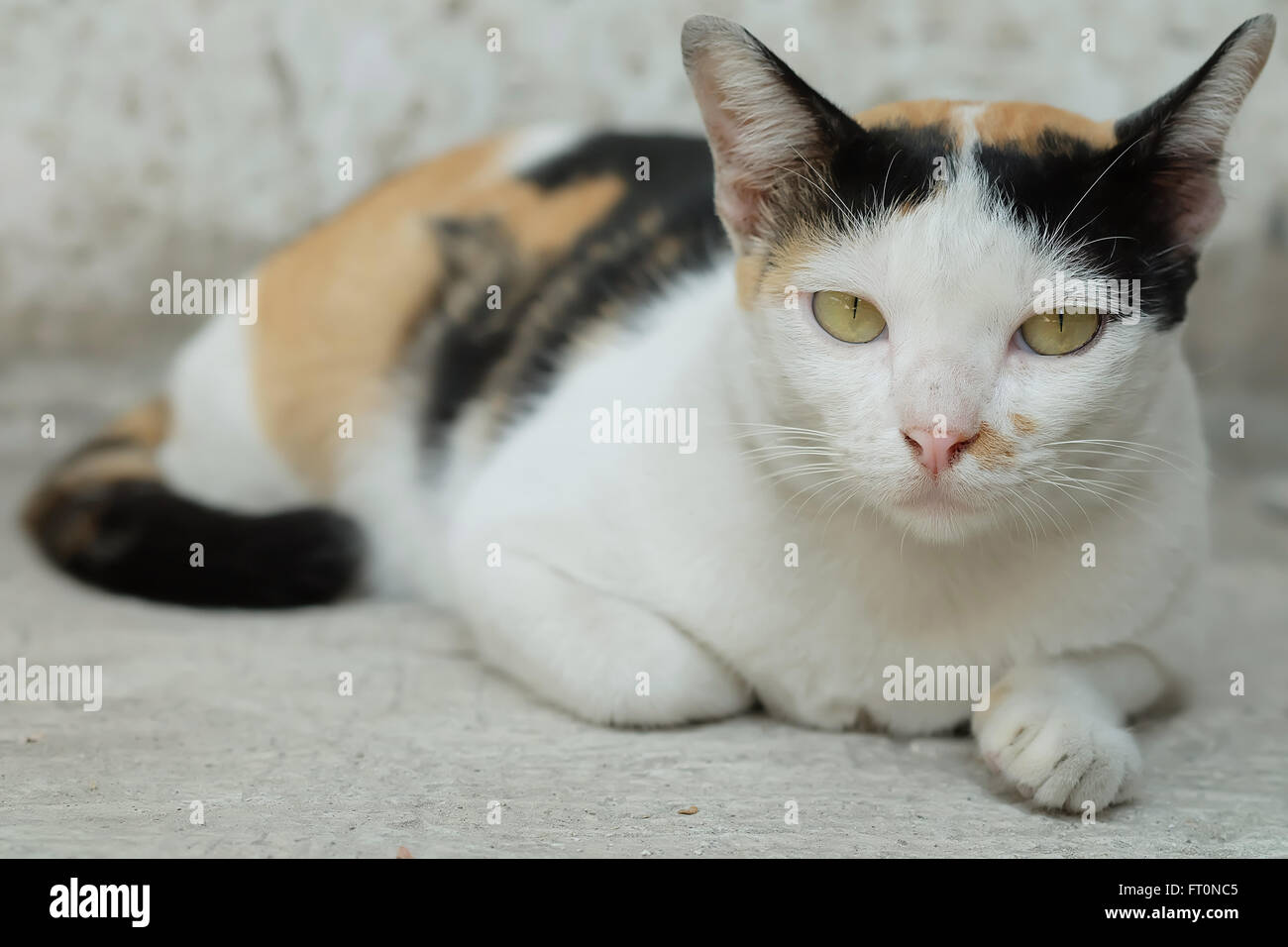 Thailand-Katze suchen eine Hoffnung Stockfoto
