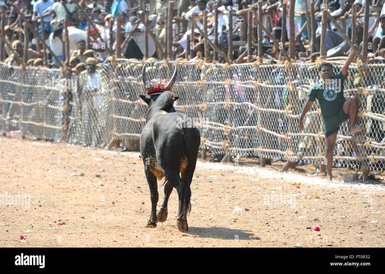 Jallikattu Stier zähmen während Pongal Festival. Madurai, Tamil Nadu, Indien. Indische Bull kämpfen ist im vergangenen Jahr verboten. Stockfoto
