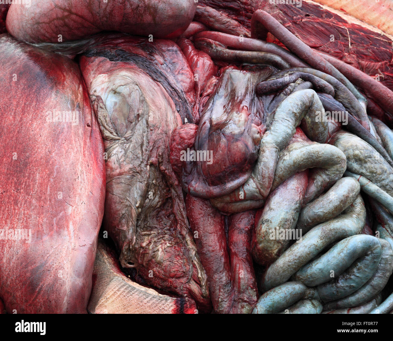 Die Innenleben eines Pottwals post Autopsie. Der Wal wurde am Strand von alten Hunstanton 2016 gestrandet. Stockfoto