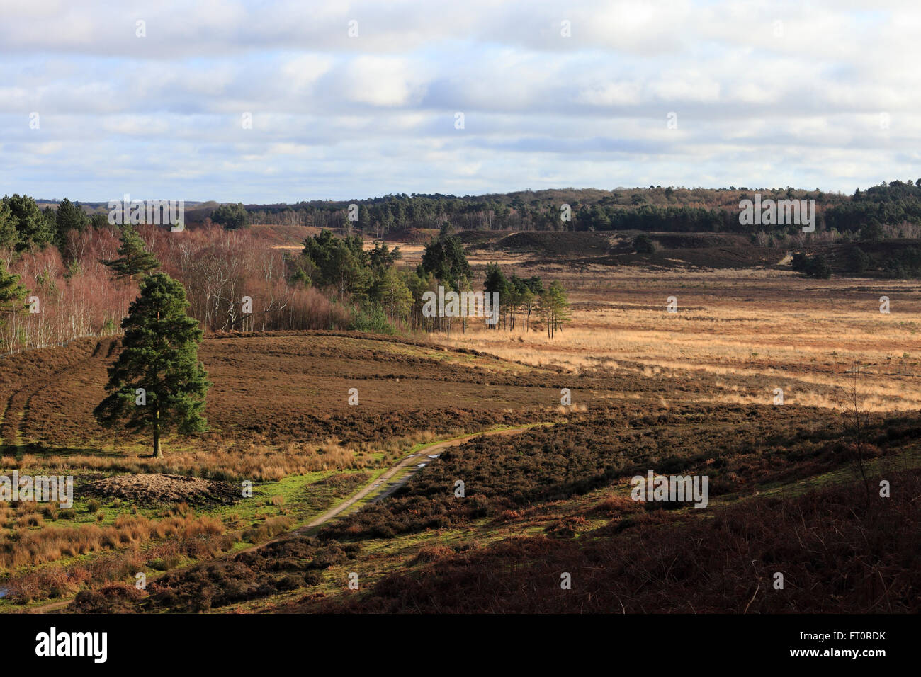 Ihre Moor National Nature Reserve in Norfolk, England. Stockfoto