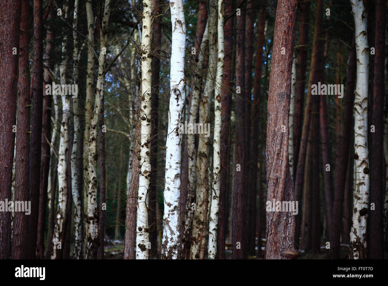 Baumstämme im Mischwald. Stockfoto