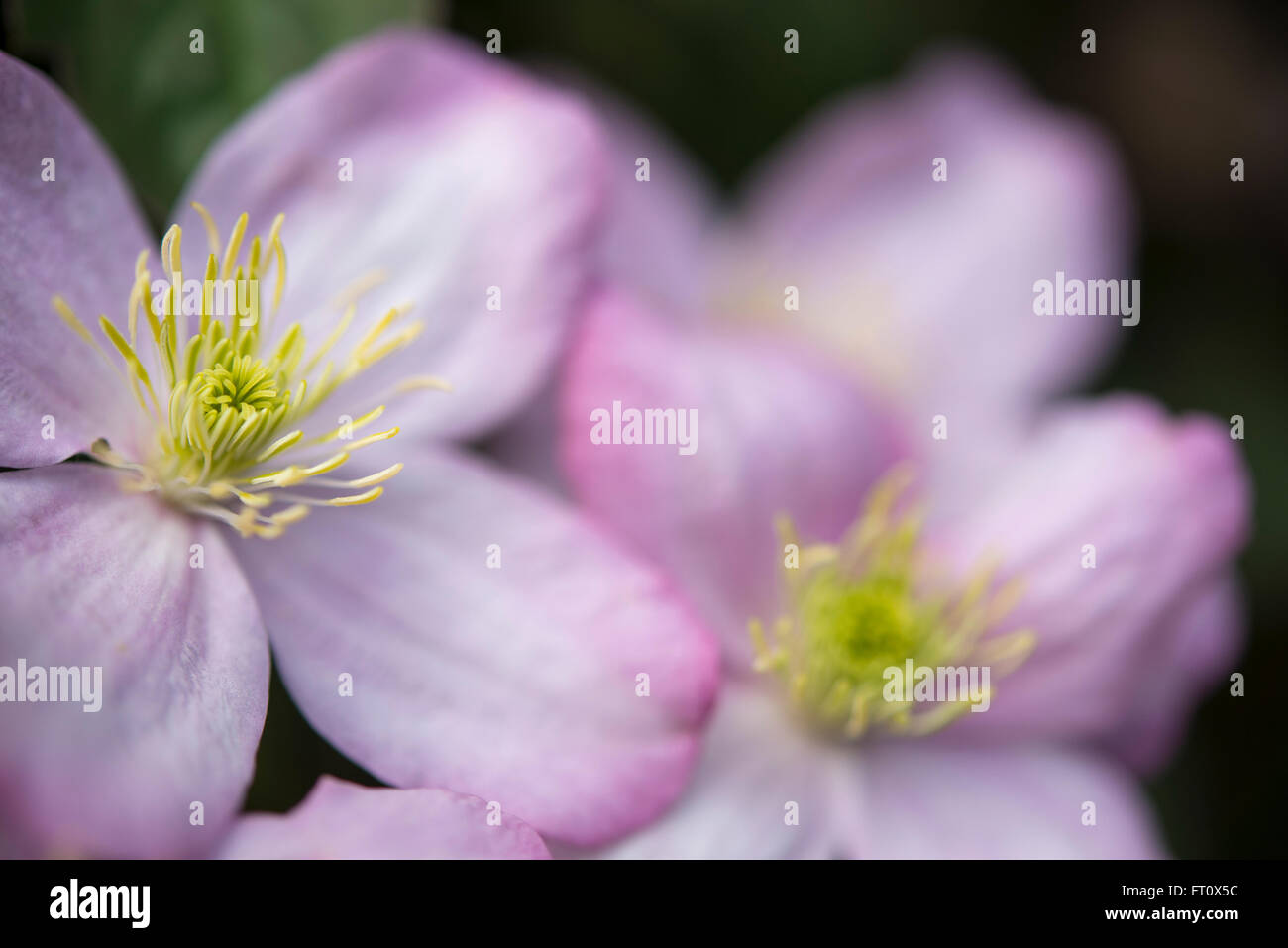 Nahaufnahme einer Clematis Montana mit blass rosa Blüten im Frühjahr. Stockfoto