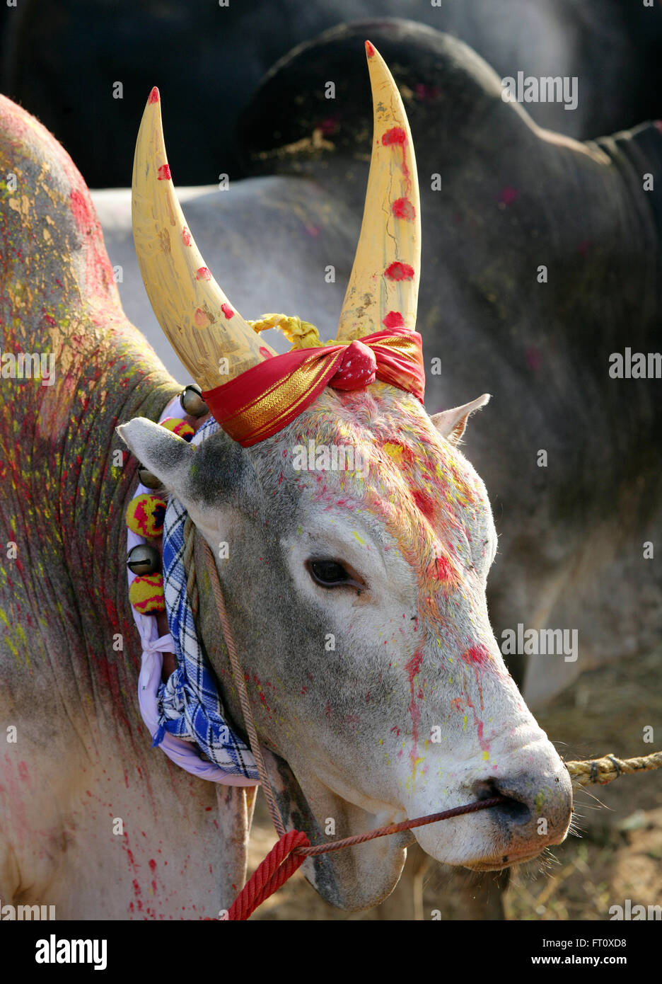 Porträt von Jallikattu Bull.Jallikattu Stier zähmen während Pongal Festival. Madurai, Tamil Nadu, Indien. Indische Bull kämpfen verboten ist. Stockfoto