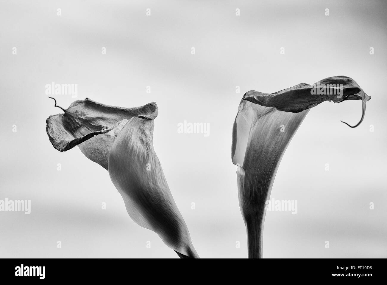 BLUME Stockfoto