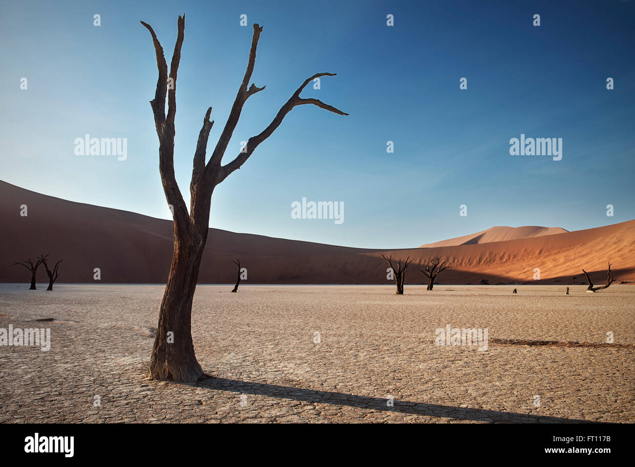 Tot Kameldornbäume mit roten Dünen im Dead Vlei, Sossusvlei, Namib-Wüste Namib-Naukluft-Nationalpark, Namibia, Afrika Stockfoto