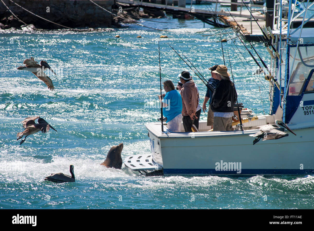 Seelöwen und Pelikane um ein Angeln Boot im Hafen, Cabo San Lucas, Baja California Sur, Mexiko Stockfoto
