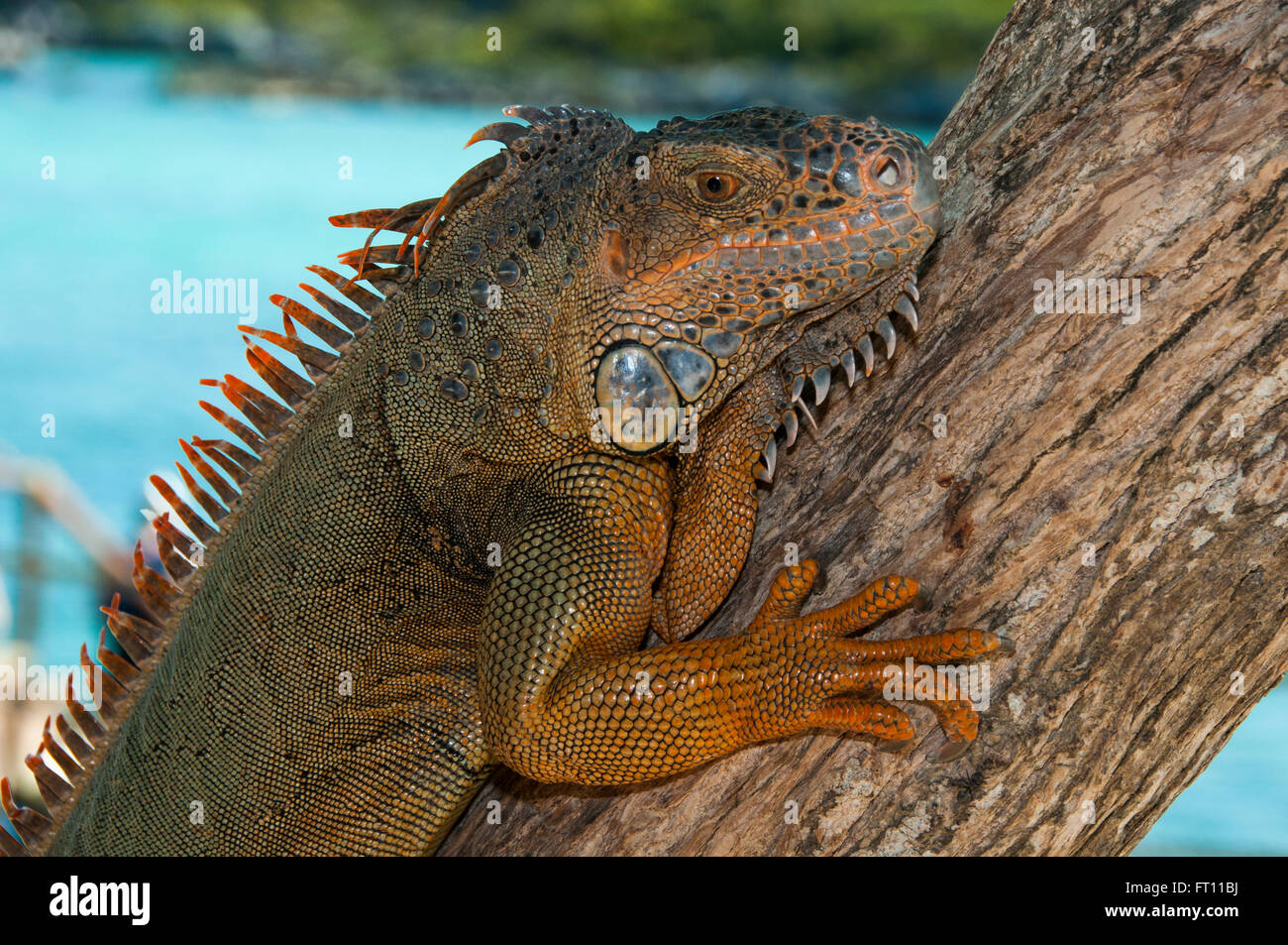 Leguan Ctenosaura Similis, Xel-Ha Water Park, Tulum, Riviera Maya, Quintana Roo, Mexiko Stockfoto