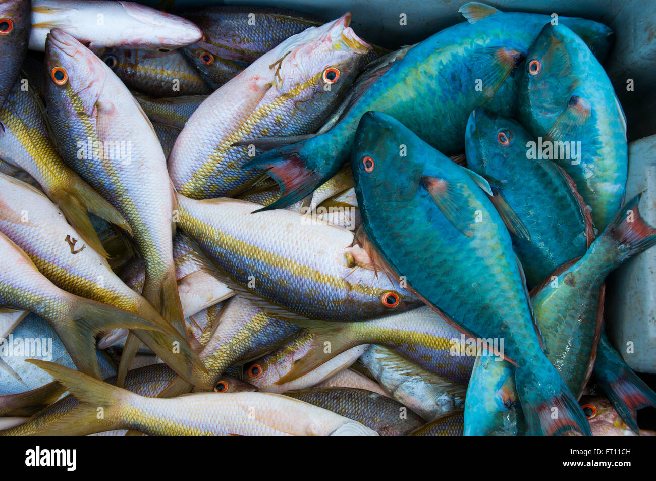 Wahl der Fische Fisch Markt, Basse-Terre, Basse-Terre, Guadeloupe Stockfoto