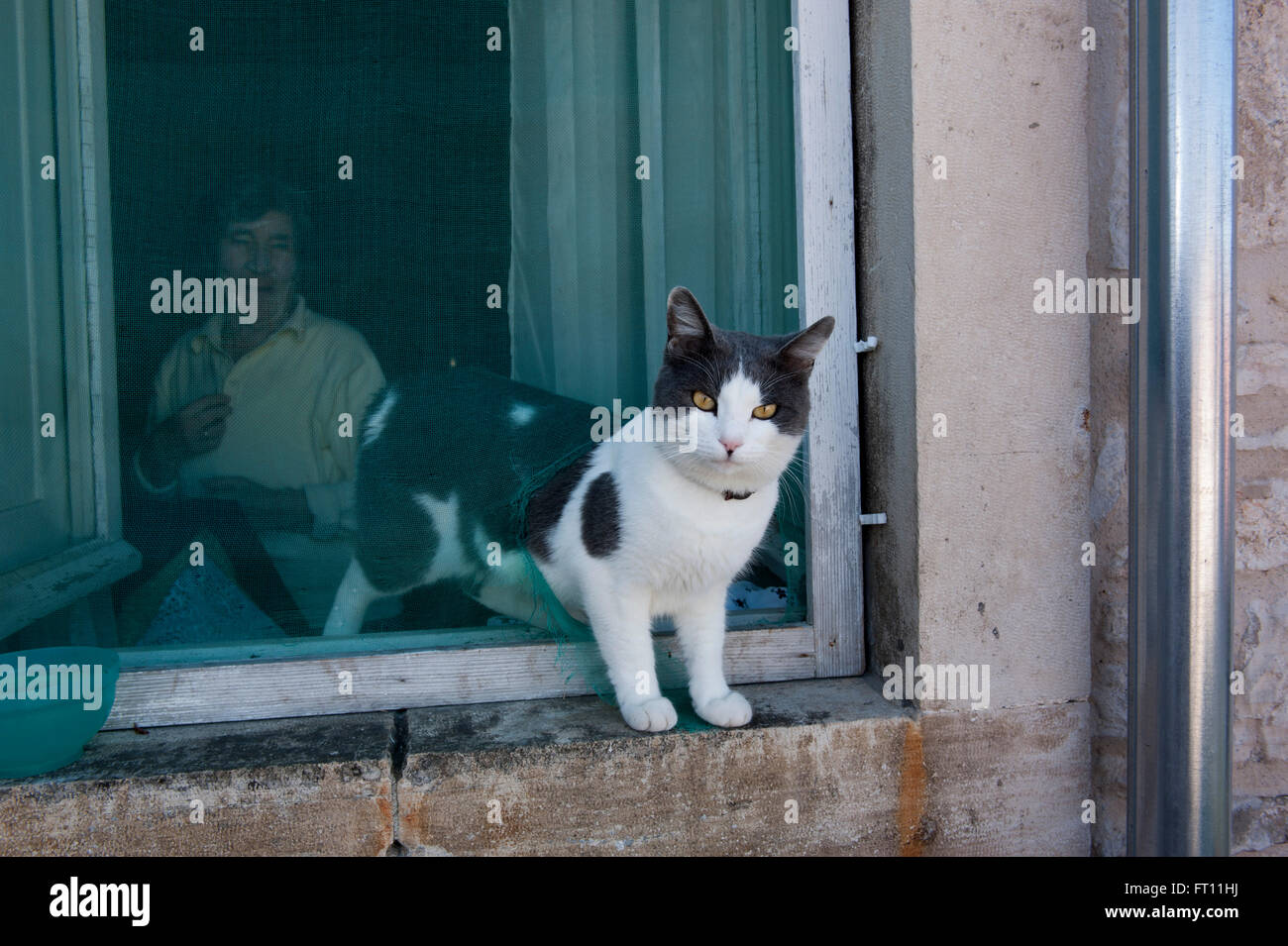 Katze in einem Fenster, Korcula, Dubrovnik-Neretva, Kroatien Stockfoto
