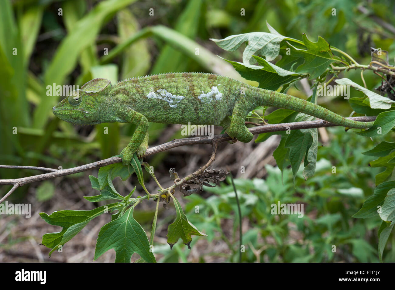 Chamäleon auf einem Ast in den Regenwald, Antsiranana, Madagaskar Stockfoto