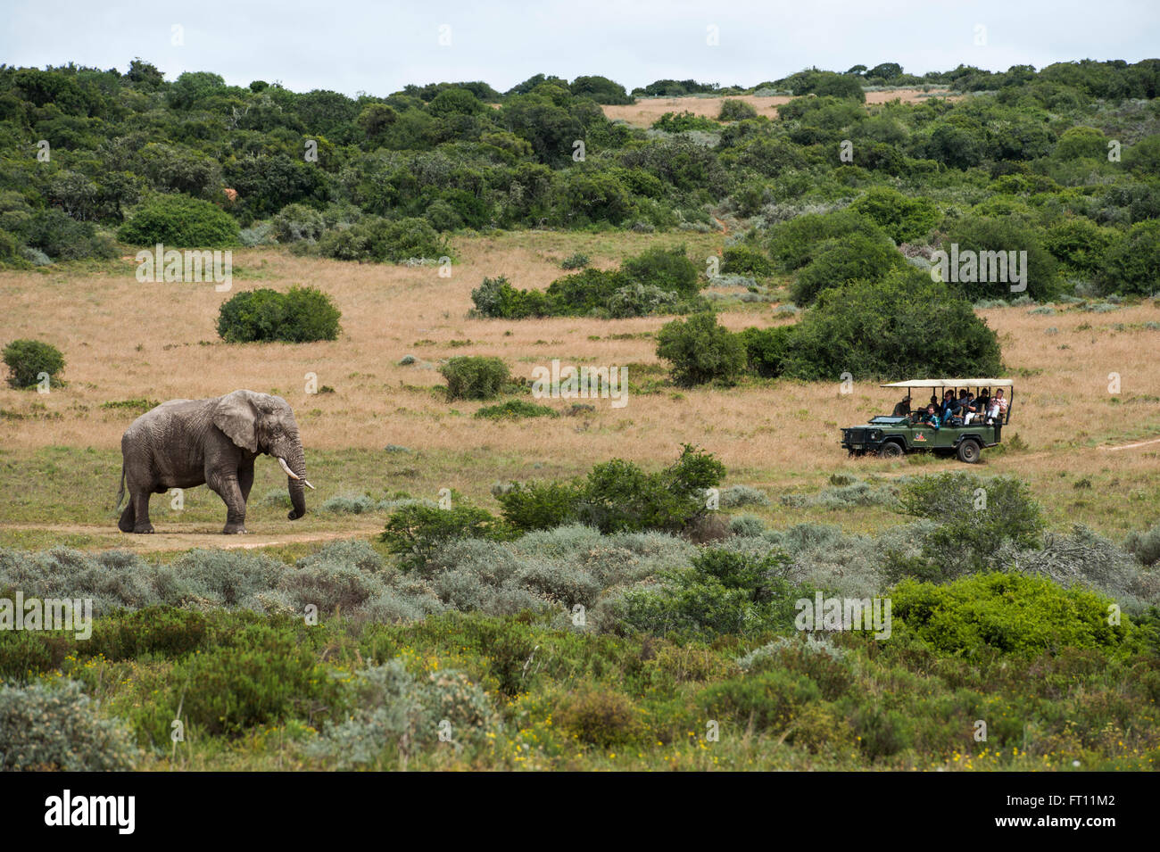 Touristen, die gerade ein Elefant während einer Safari, Wildgehege in der Nähe von Durban, KwaZulu-Natal, Südafrika Stockfoto