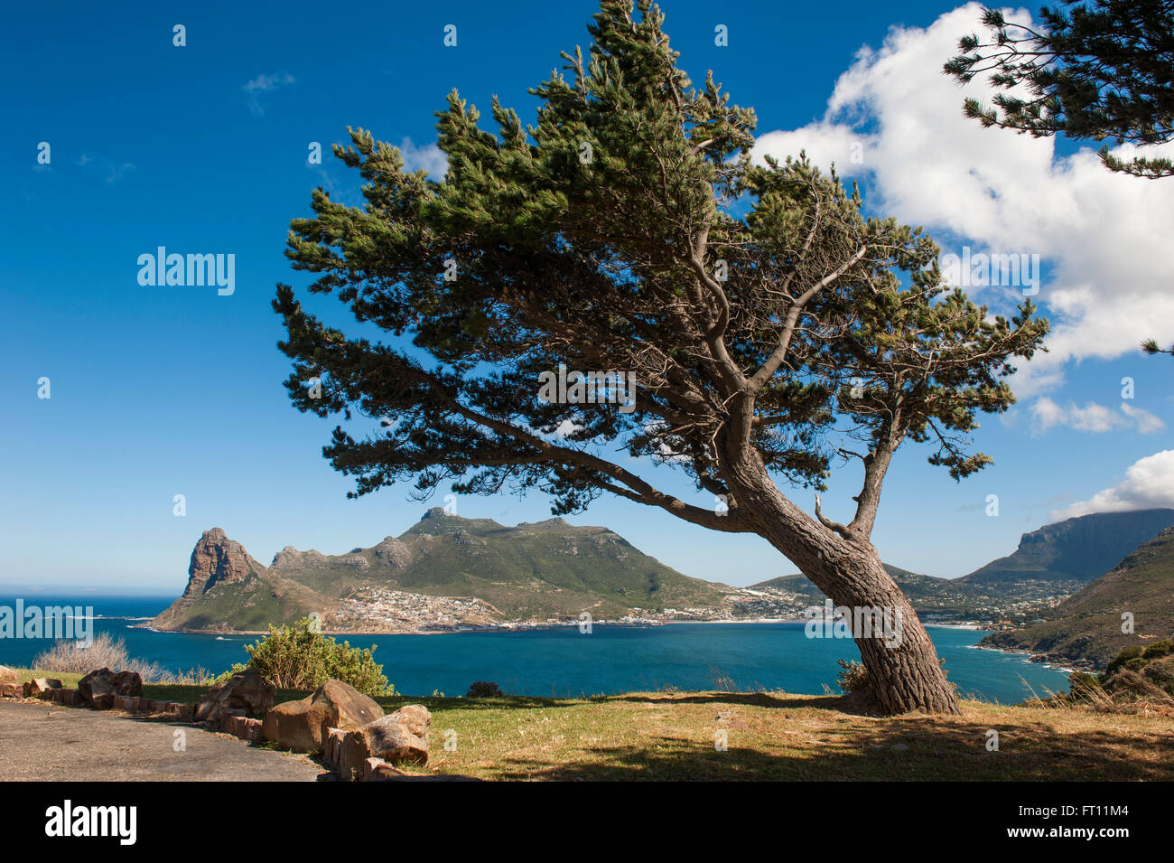Windgepeitschten Baum an Küste, Kap-Halbinsel, Western Cape, South Africa Stockfoto