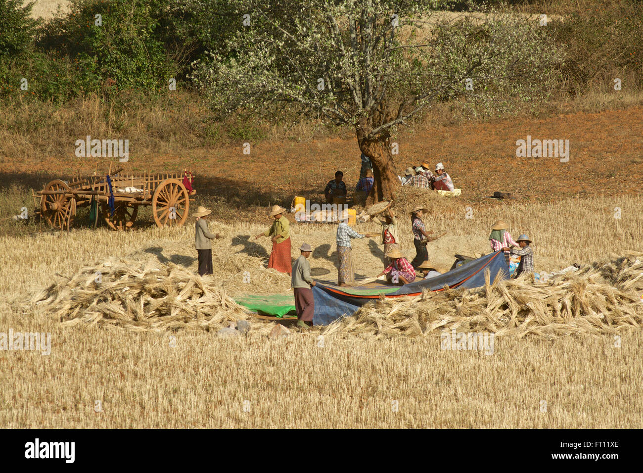 Bauern Treshing Korn auf dem Weg nach Pindaya, Shan State in Myanmar Burma Stockfoto