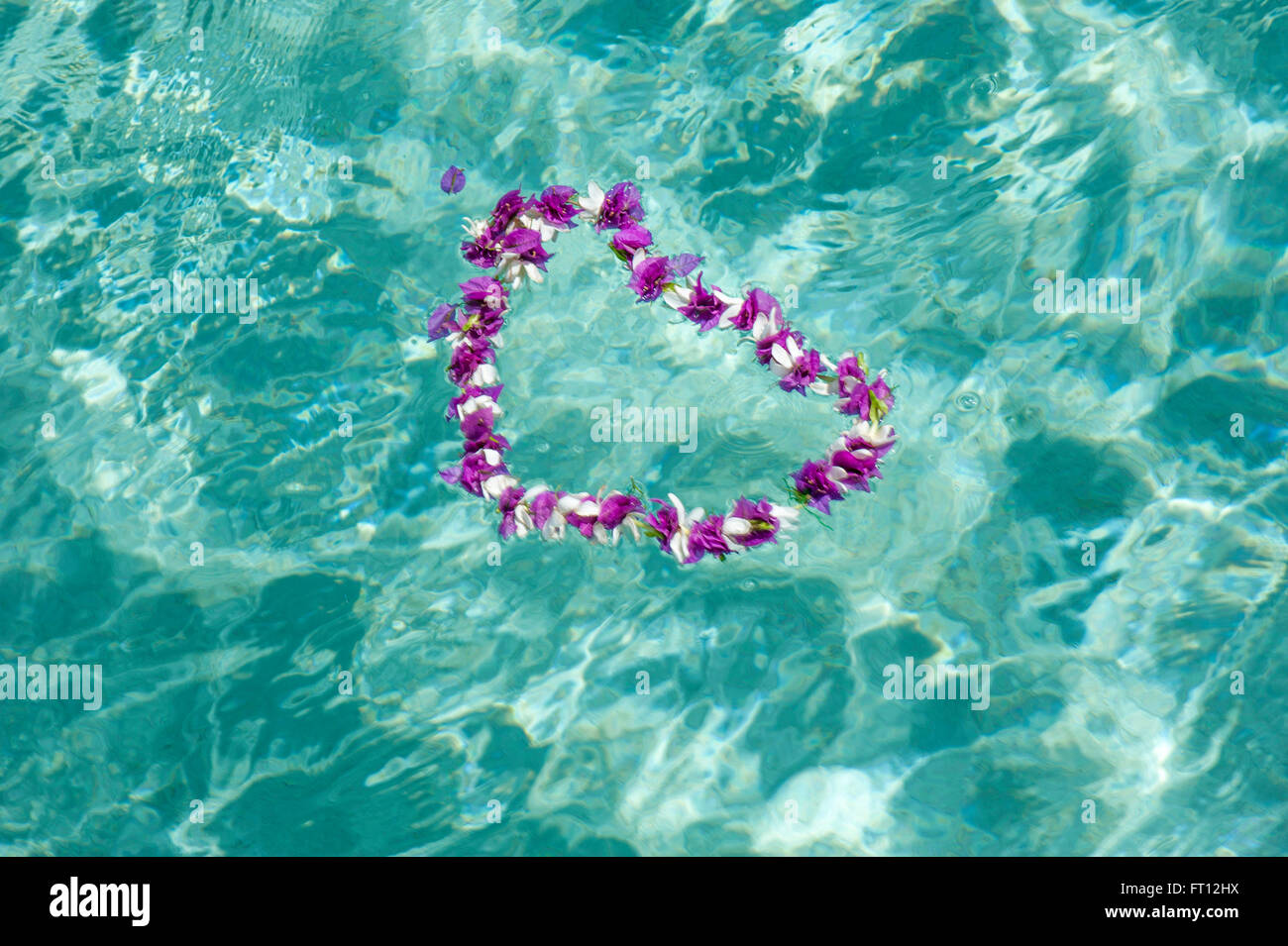 Ein Lei Bougainvillea-Blüten schweben in Kristall klares Wasser in Aitutaki Lagune, One Foot Island, Insel Aitutaki, Cook-Inseln, Süd-Pazifik Stockfoto