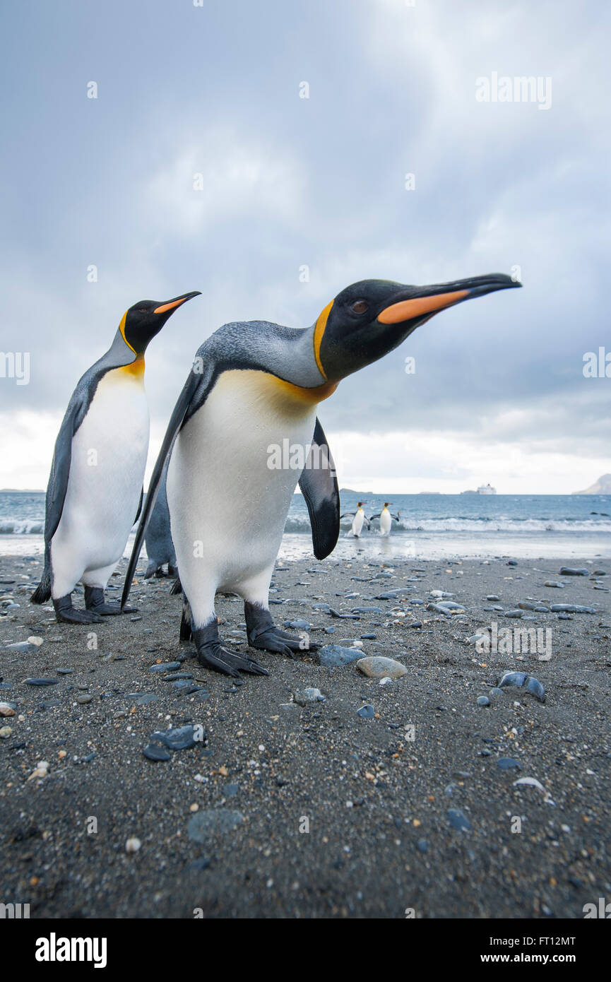 König Penguins Aptenodytes Patagonicus an einem Strand, Salisbury Plain, South Georgia Island, Antarktis Stockfoto