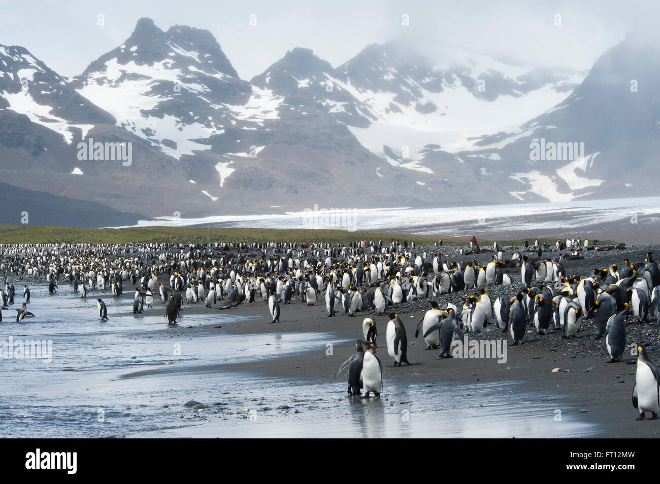 König Penguins Aptenodytes Patagonicus an einem Strand, Salisbury Plain, South Georgia Island, Antarktis Stockfoto