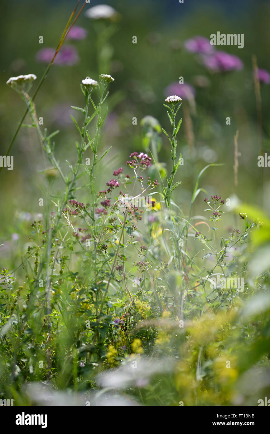 Wildblumen, Rheinland-Pfalz, Deutschland Stockfoto