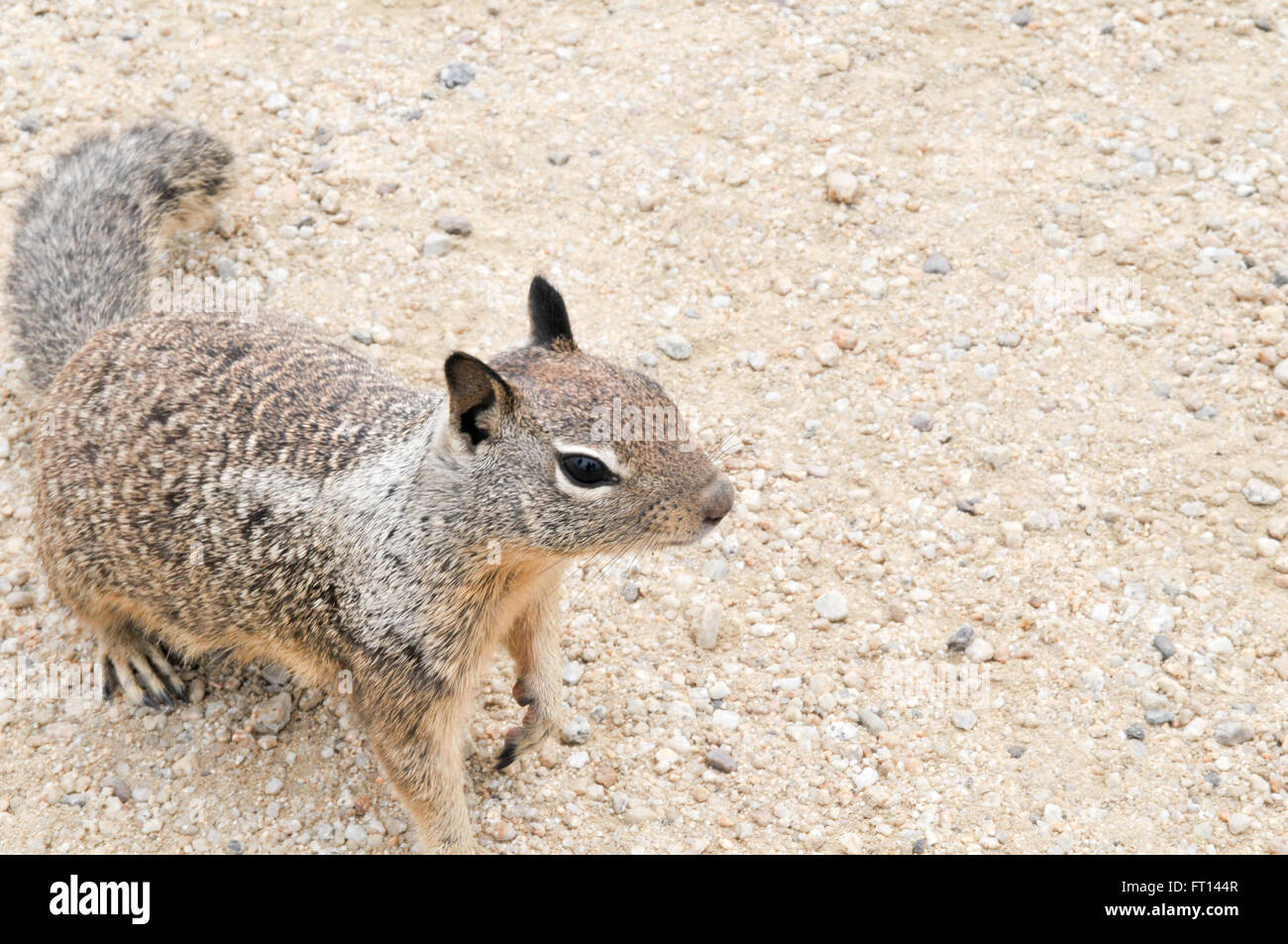 Nahaufnahme von einem braunen Eichhörnchen stehend auf dem sand Stockfoto