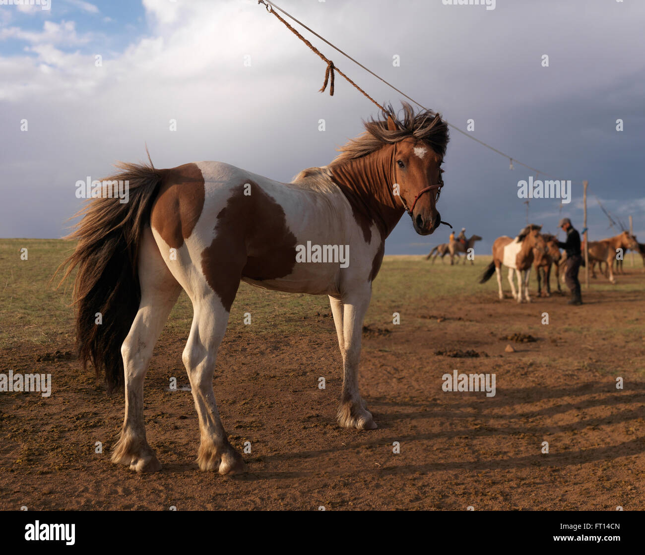 Mongolische Pferde, Gorkhi-Tärelsch Nationalpark, Toev, Mongolei Stockfoto