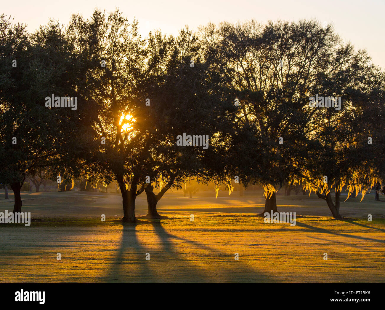 Späten Nachmittag Sonne shinning, obwohl Spanisch Moos Bäume bedeckt Stockfoto