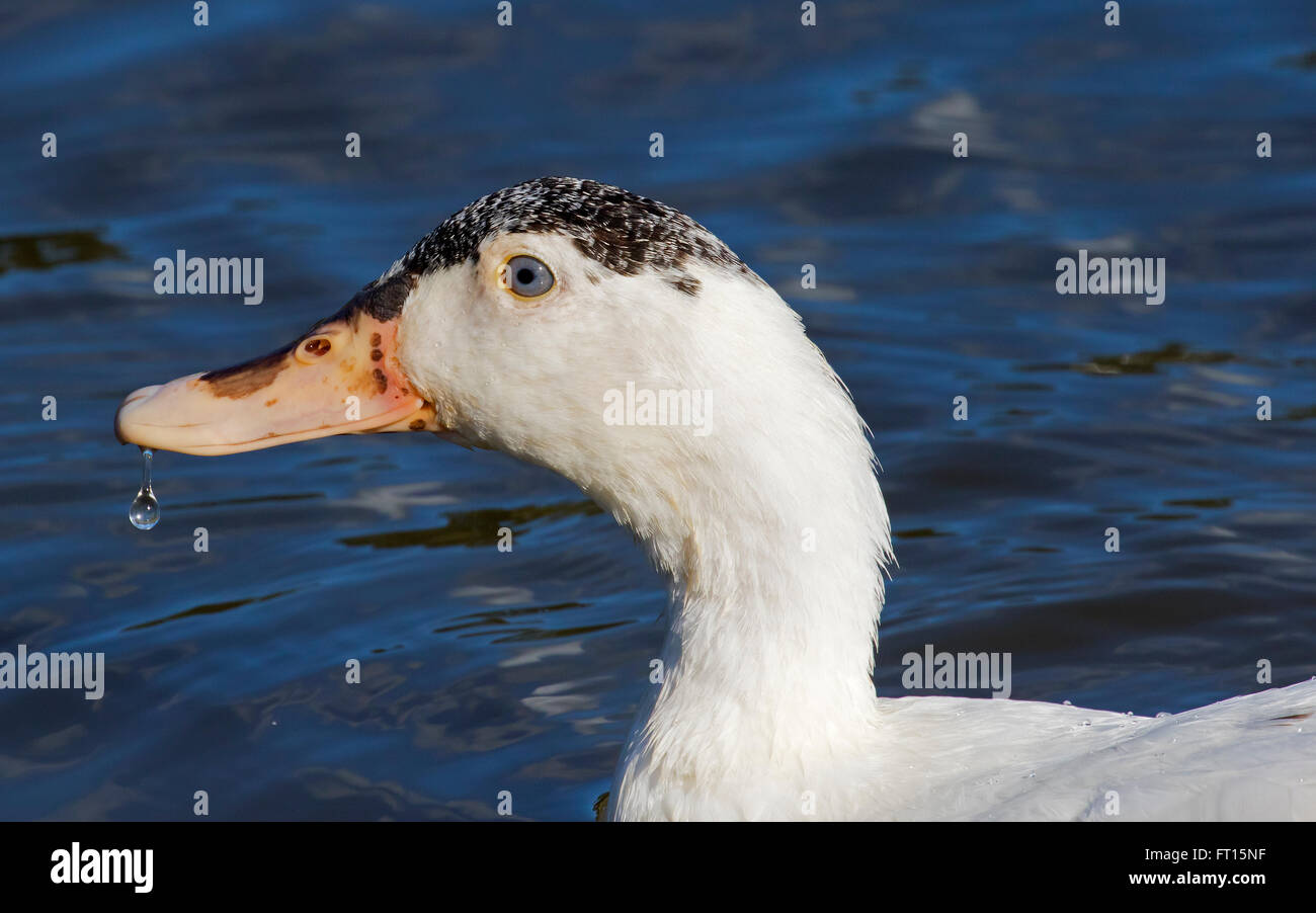 Muscovy Duck.j Stockfoto