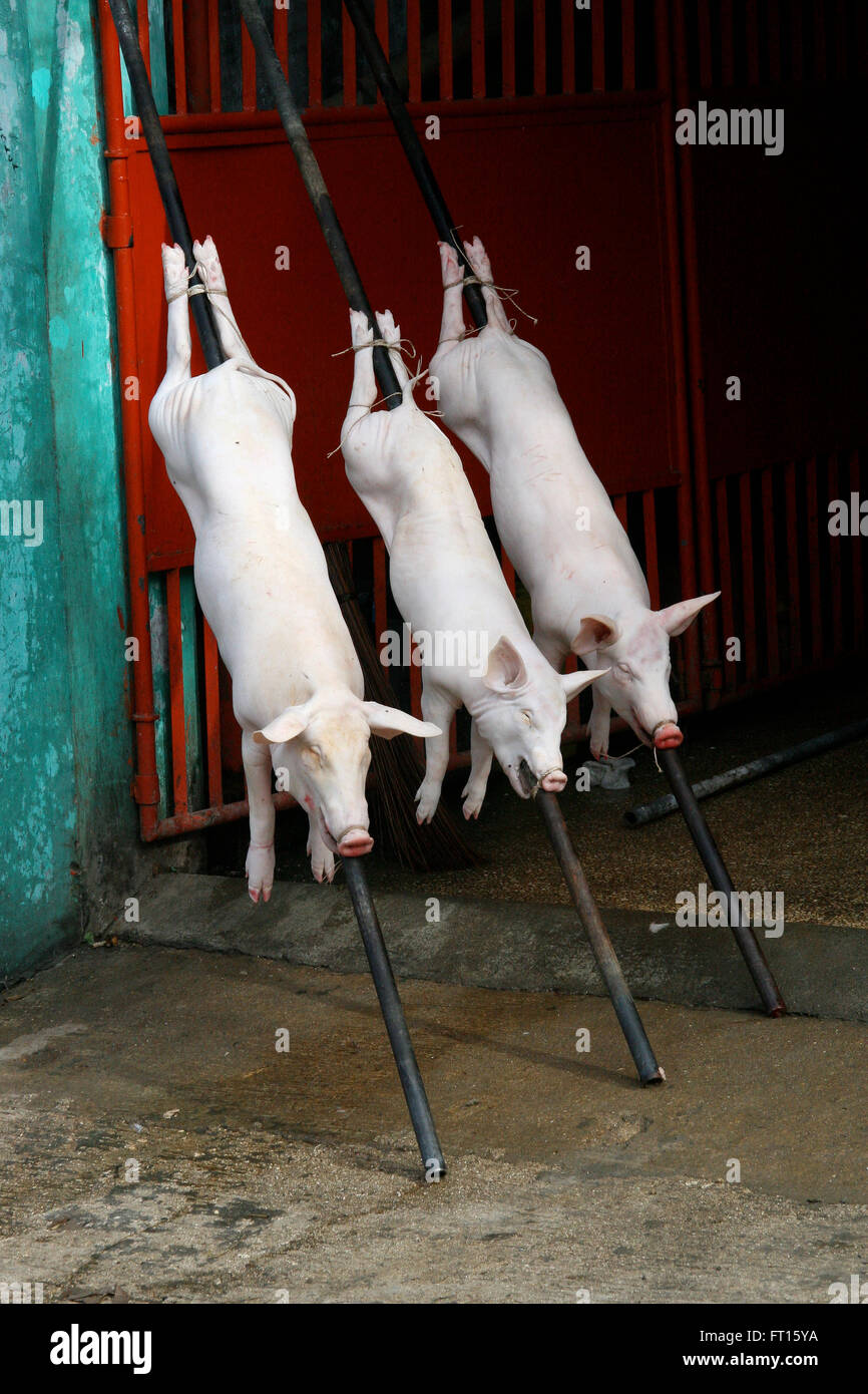 Schweine am Spieß zum Grillen bereit Stockfoto