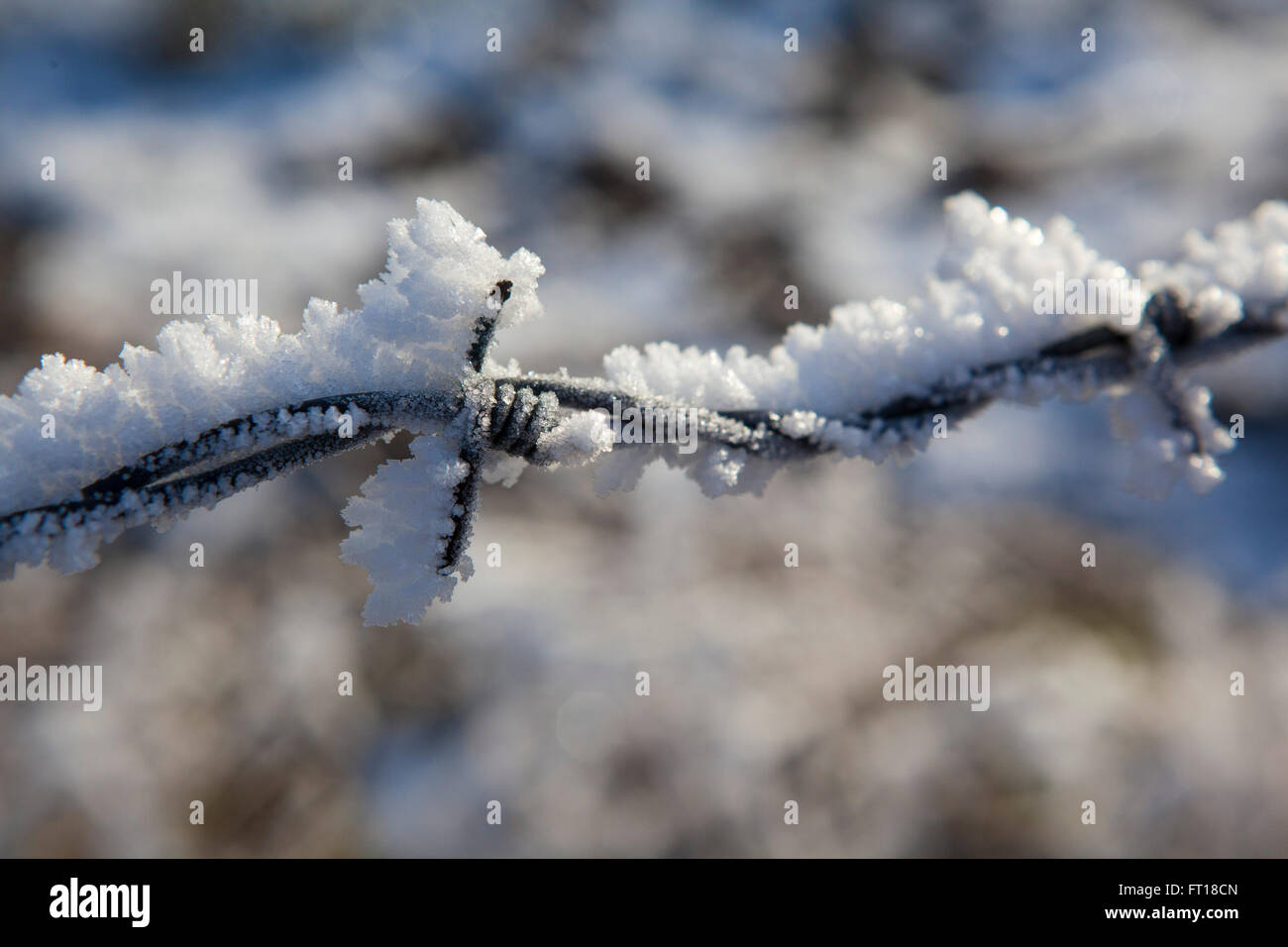 Einem schweren Frost geblasen und ließ sich auf Stacheldraht in der britischen Landschaft. Stockfoto