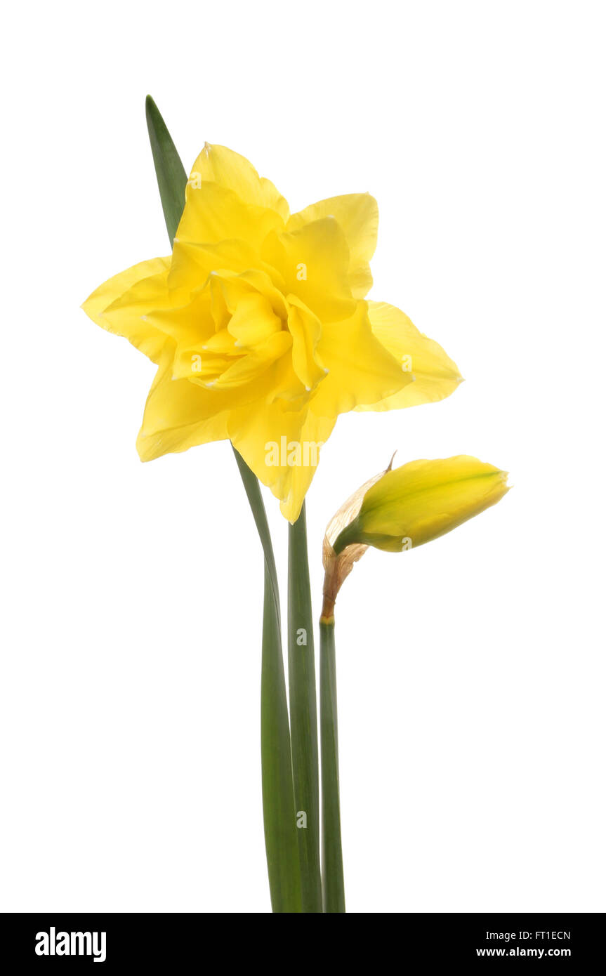 Leuchtend gelbe gefüllte Narzisse Blüte, Blatt und Knospe isoliert gegen weiß Stockfoto