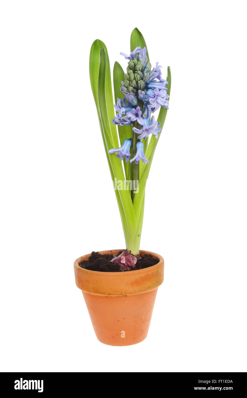 Hyazinthe mit blauen Blüten in einem Terrakotta-Blumentopf isoliert gegen weiß Stockfoto