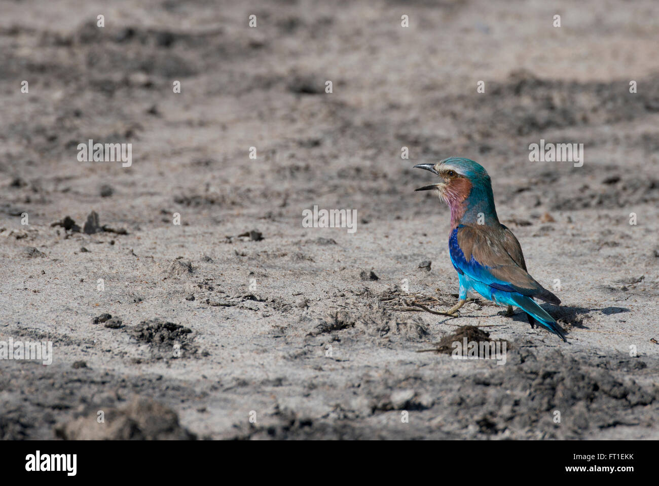 Afrika, Sambia, South Luangwa National Park, Mfuwe. Lilac-breasted Roller (WILD: Coracias Caudatus) Stockfoto