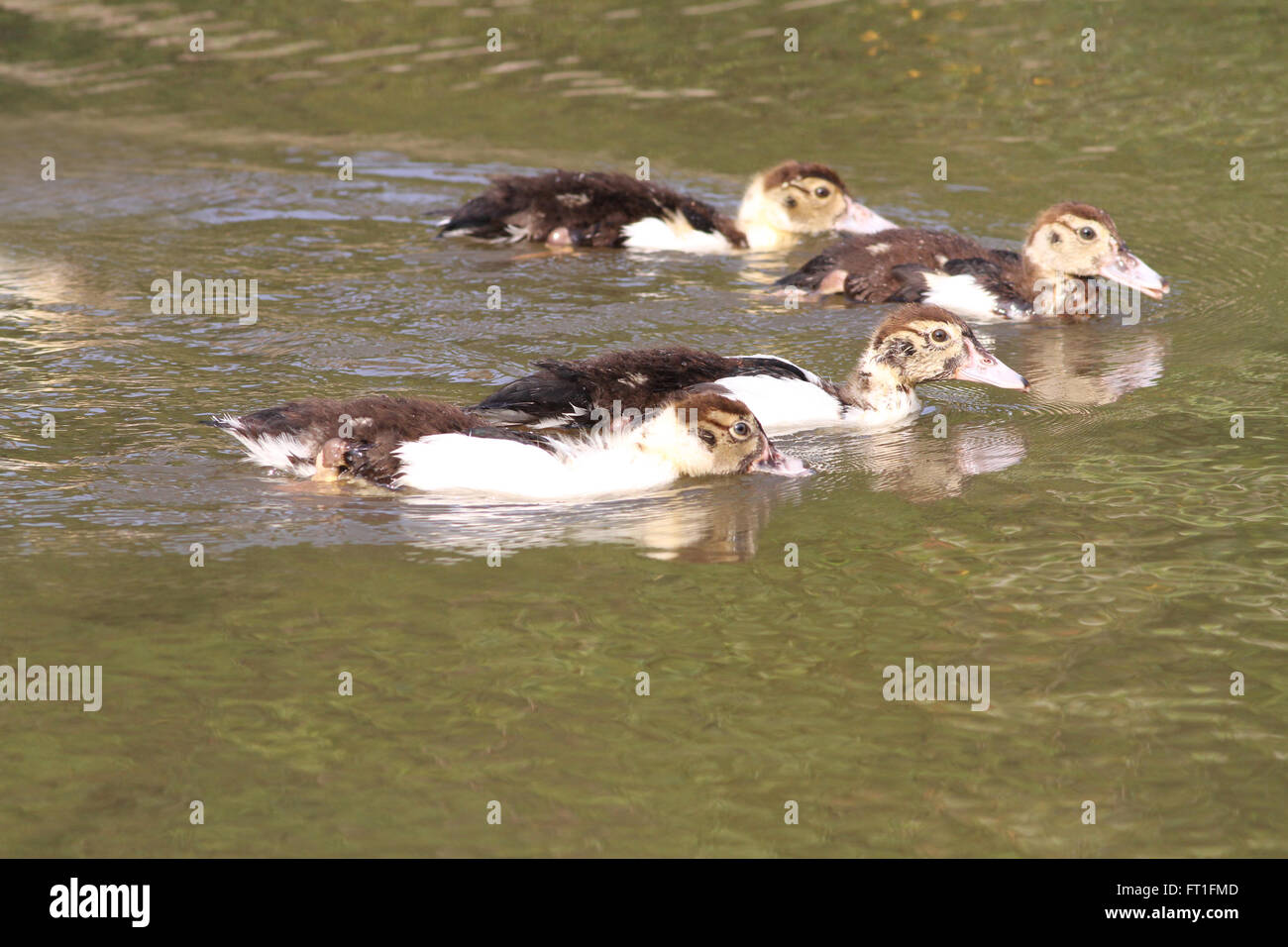 Einige junge Enten in einem Teich schwimmen Stockfoto