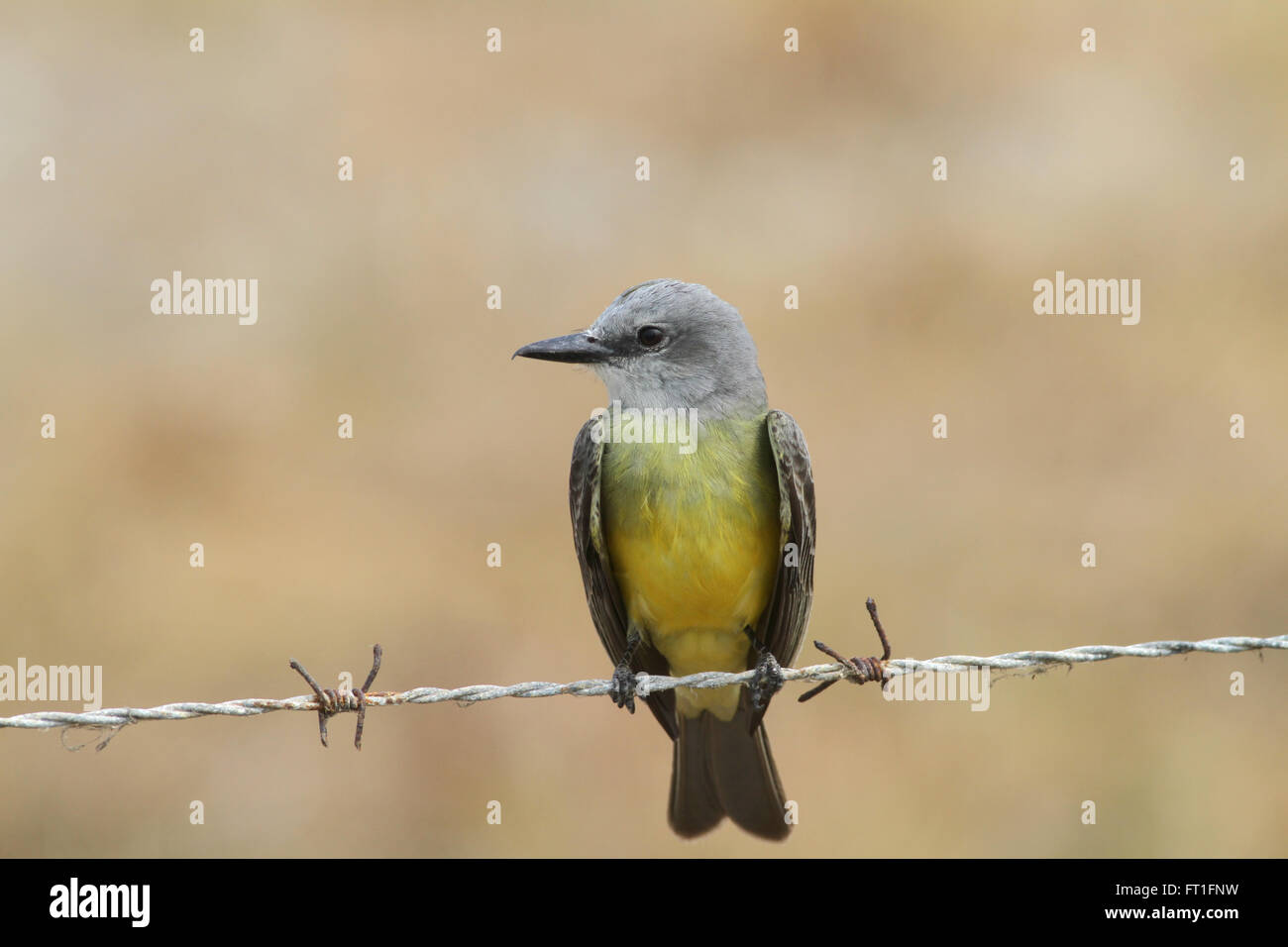 Nahaufnahme von einem tropischen Kingbird thront auf einem Barbwire Schlange für Insekten Stockfoto