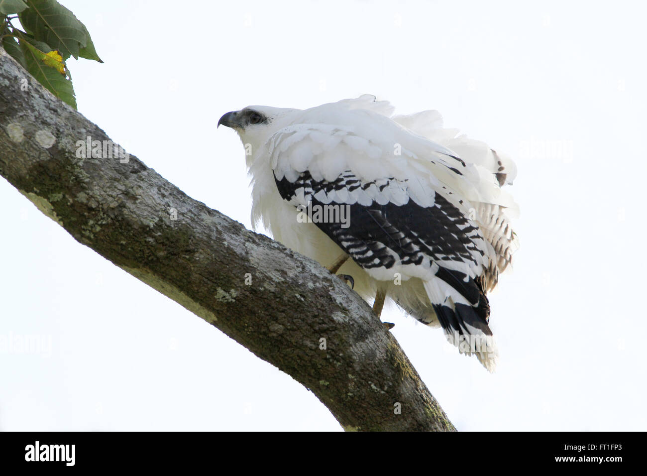 White HAwk thront auf einem Ast mit einem weißen Himmelshintergrund Stockfoto