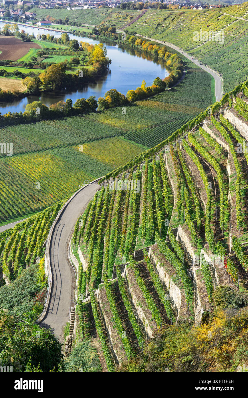 Steilen Weinberge im sonnigen Herbst am Fluss Neckar in Deutschland Stockfoto