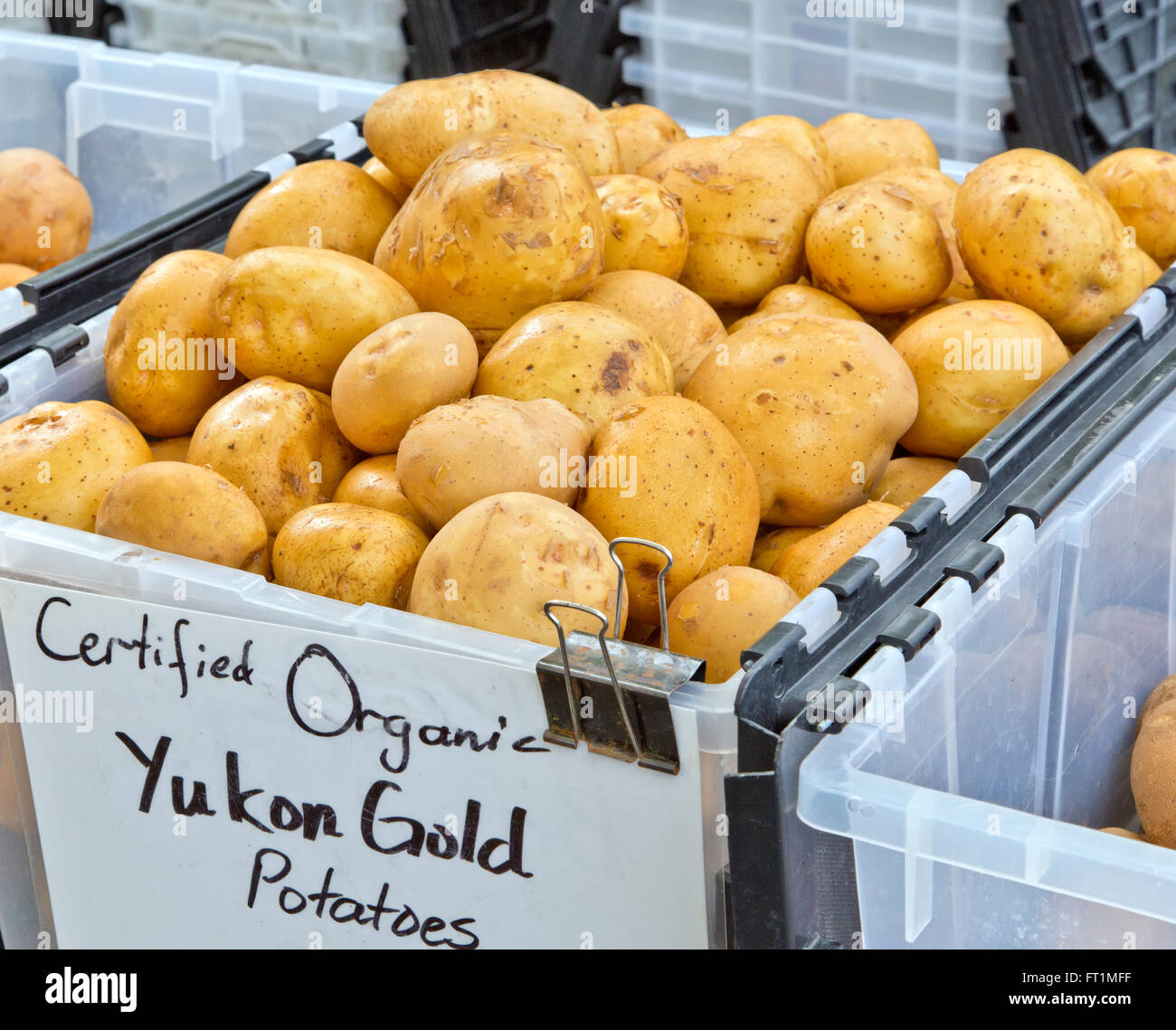 Bio-Kartoffeln "Yukon Gold", Anchorage Bauernmarkt "Solanum Tuberosum". Stockfoto