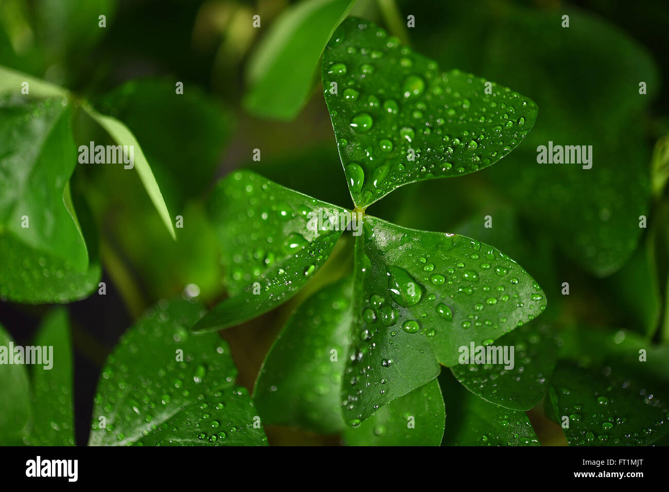 Nahaufnahme von Wassertropfen auf Irisches Kleeblatt. Stockfoto