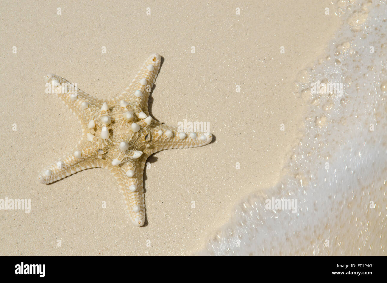 Ein Seestern in den weißen Sand als die Flut Wasser des Ozeans wäscht in Stockfoto