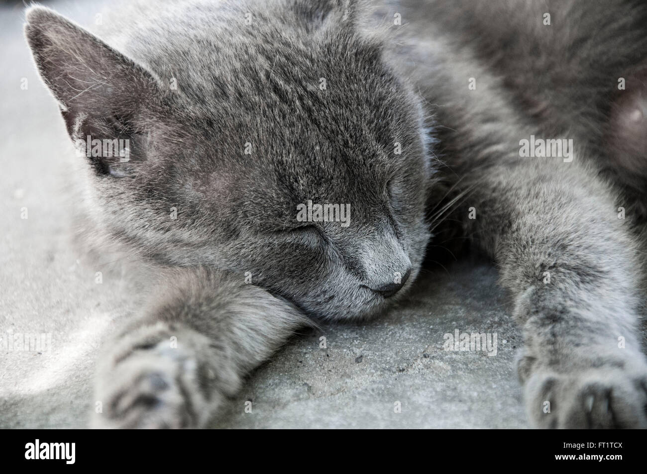 Closeup Blick auf eine schöne Ruhe schlafende Katze mit flauschigen grauen Fell liegend Witj geschlossen Augen am Boden Pfote, Kopf aufsetzen Stockfoto