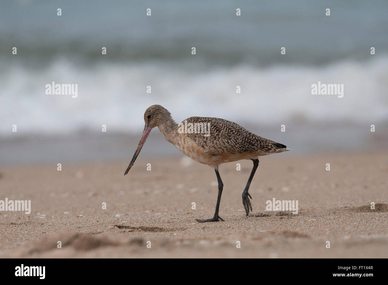 Marmorierte Uferschnepfe sucht Nahrung in den Sand am Meer Stockfoto