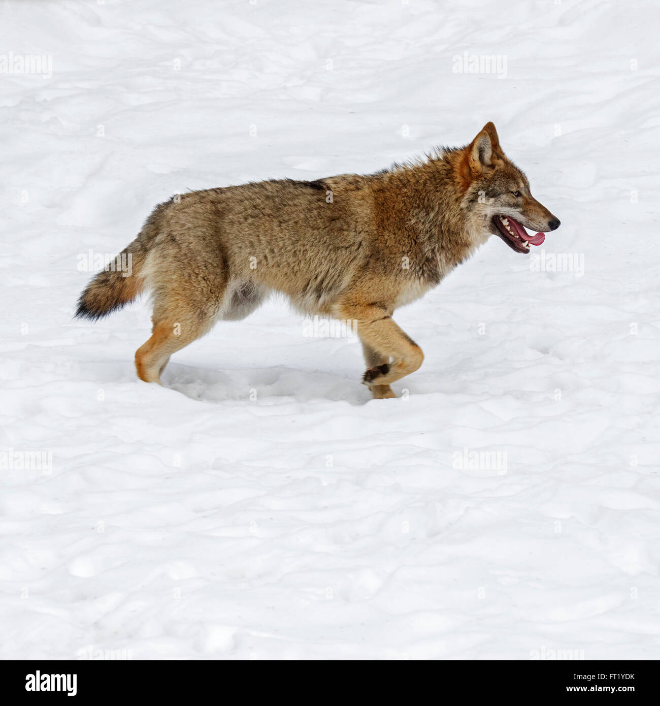 Einsamer grauer Wolf / grey Wolf (Canis Lupus) im Schnee im Winter Stockfoto