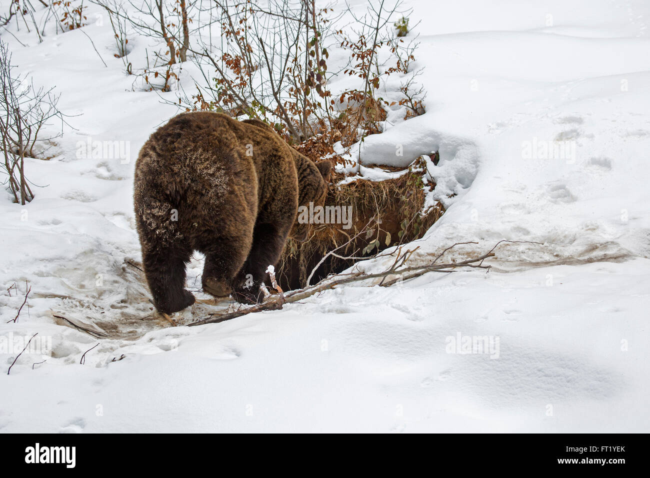 Braunbär (Ursus Arctos) in den im Schnee im Herbst / Winter Stockfoto