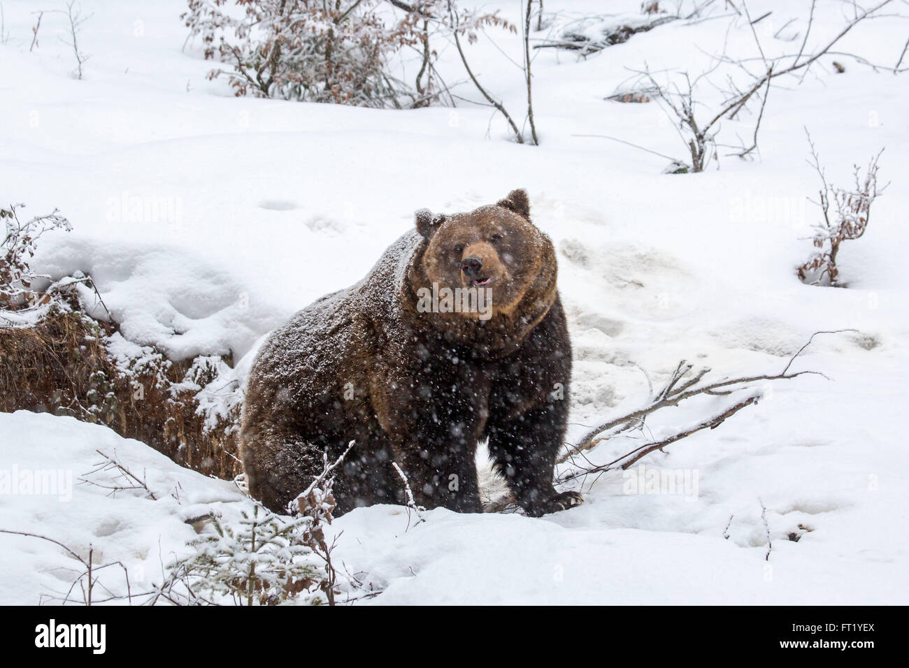 Braunbär (Ursus Arctos) verlassen den während der Schneedusche im Winter / Frühjahr Stockfoto