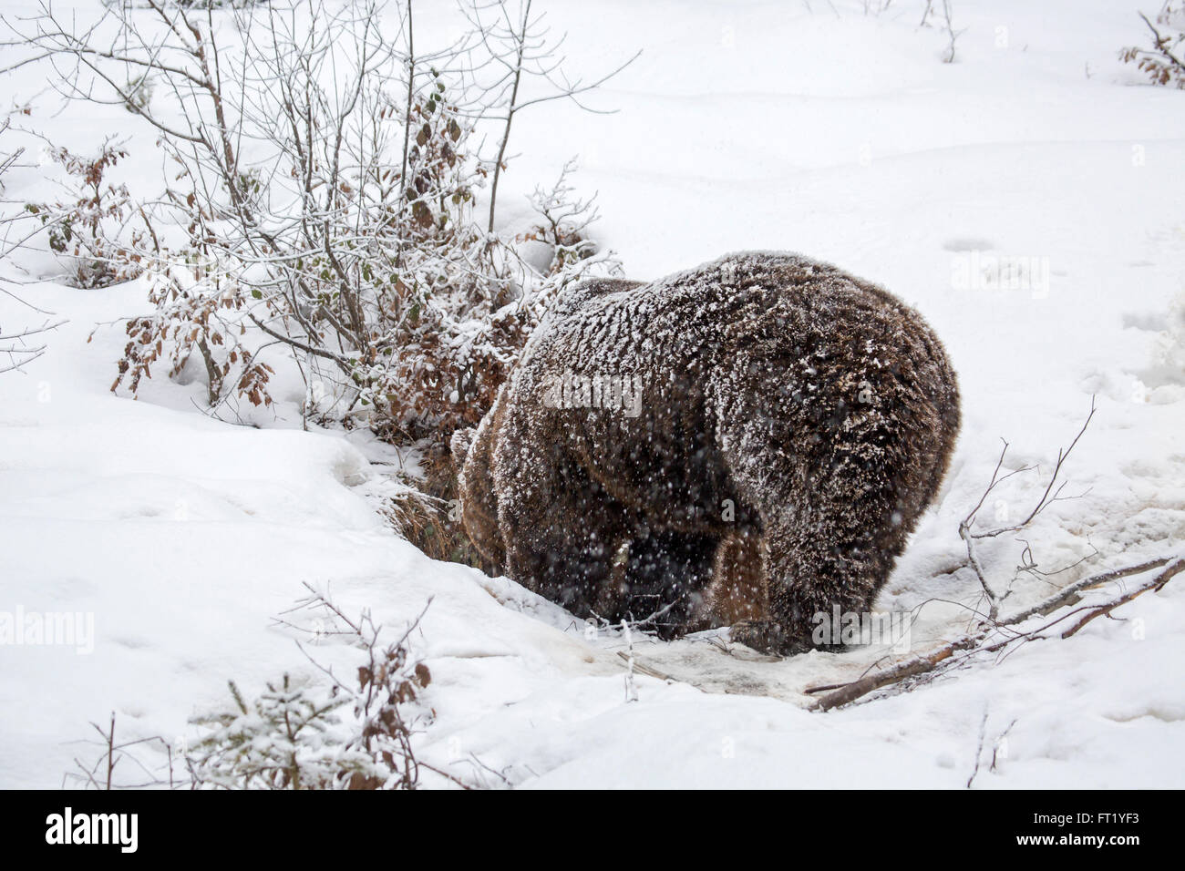 Braunbär (Ursus Arctos) in den während der Schneedusche im Herbst / Winter Stockfoto
