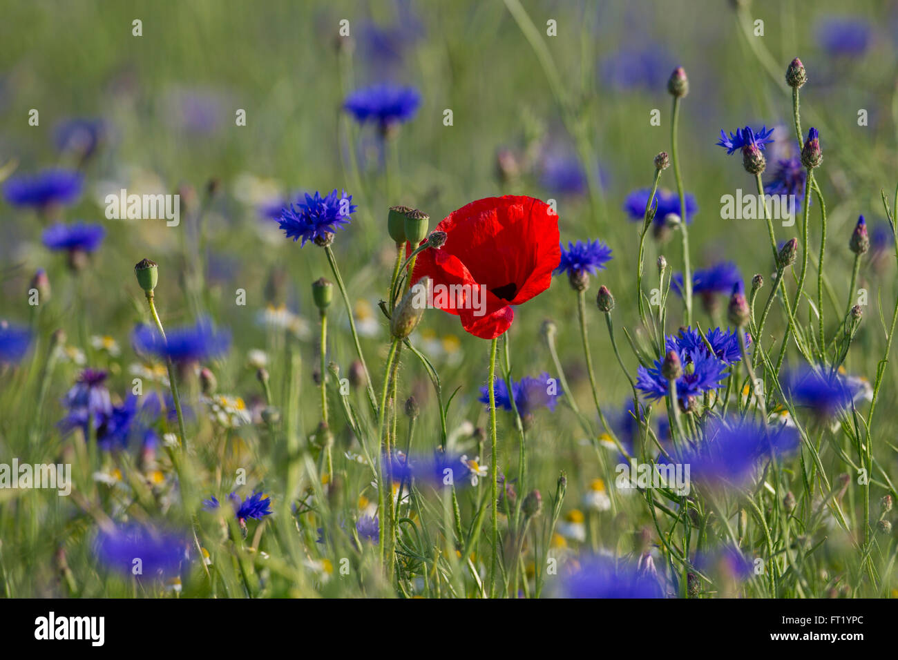 Klatschmohn / roter Mohn (Papaver Rhoeas) und Kornblumen / Schmeißfliegen (Centaurea Cyanus) blühende Wiese im Sommer Stockfoto