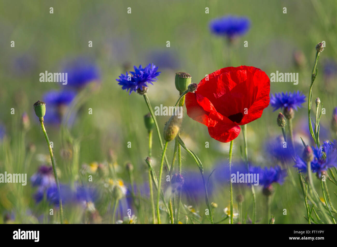 Klatschmohn / roter Mohn (Papaver Rhoeas) und Kornblumen / Schmeißfliegen (Centaurea Cyanus) blühende Wiese im Sommer Stockfoto